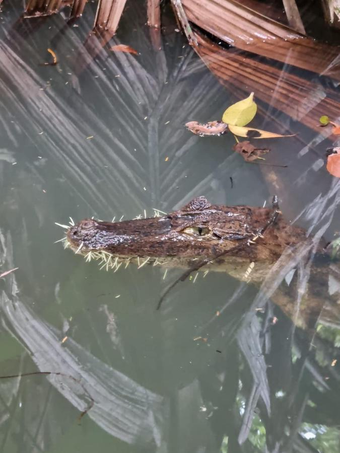 Tortuguero Villas Eksteriør bilde