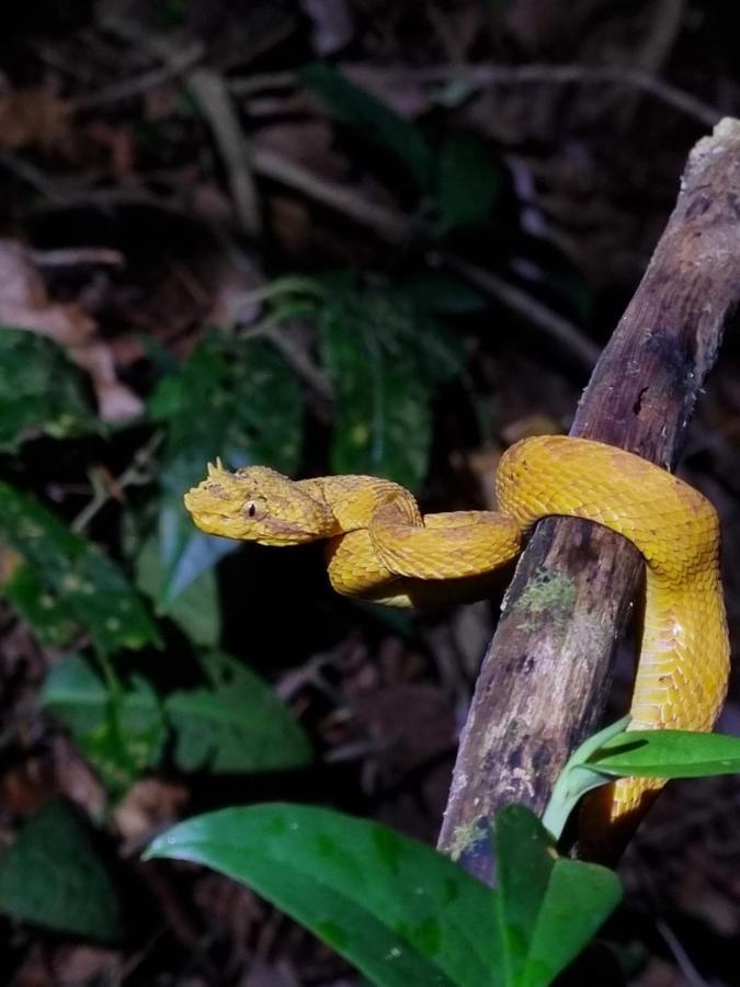 Tortuguero Villas Eksteriør bilde