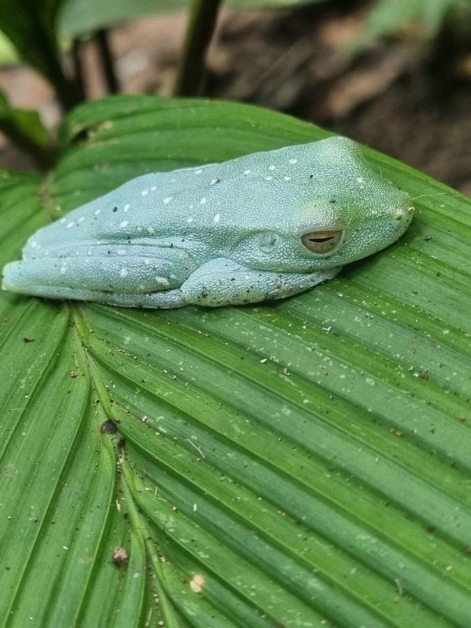 Tortuguero Villas Eksteriør bilde