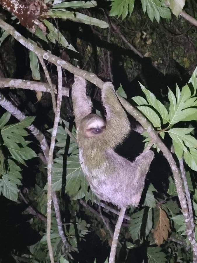 Tortuguero Villas Eksteriør bilde