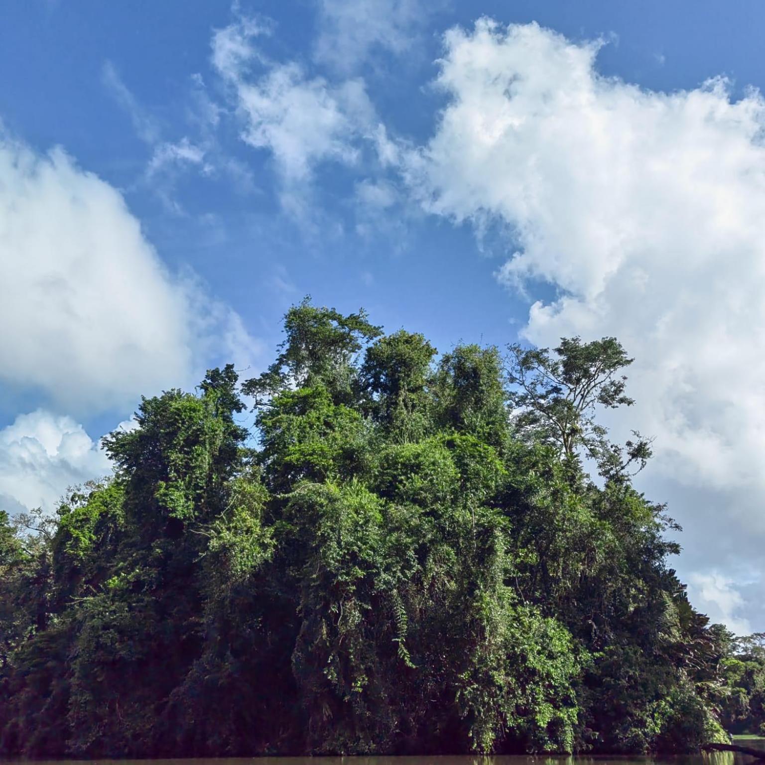 Tortuguero Villas Eksteriør bilde