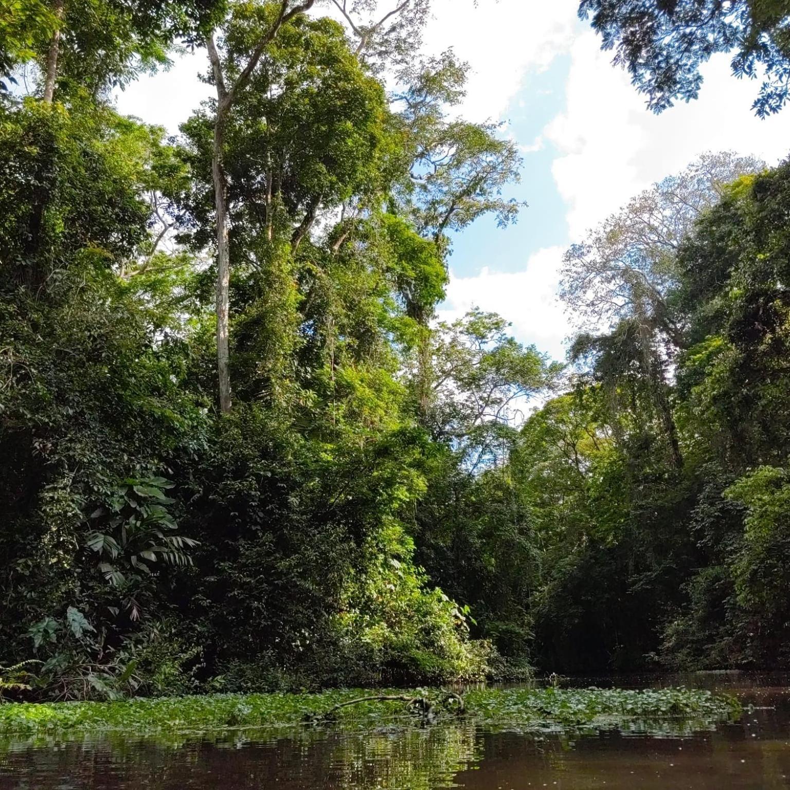 Tortuguero Villas Eksteriør bilde